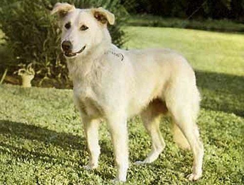 Aïdi - Race de chien