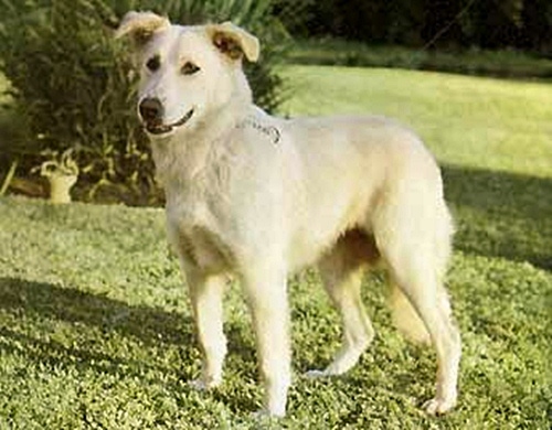 Aïdi - Race de chien