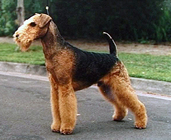 Airedale Terrier - Race de chien