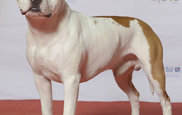 american staffordshire terrier - Race de chien