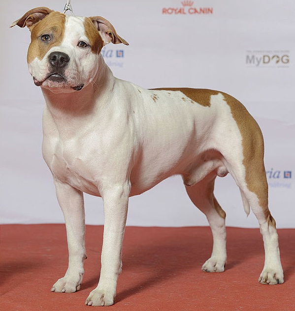 american staffordshire terrier - Race de chien