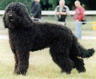 Barbet - Race de chien