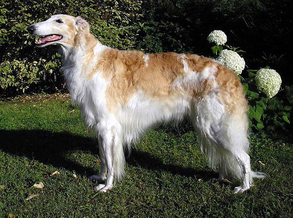 Barzoï - Race de chien