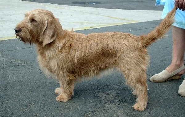 Basset fauve de Bretagne - Race de chien