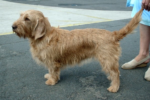 Basset fauve de Bretagne - Race de chien