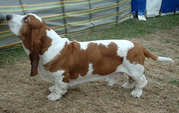 basset hound - Race de chien