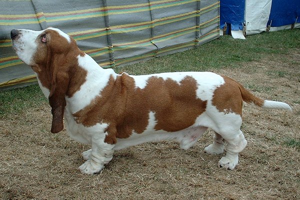 basset hound - Race de chien