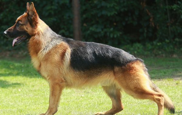 berger allemand - Race de chien