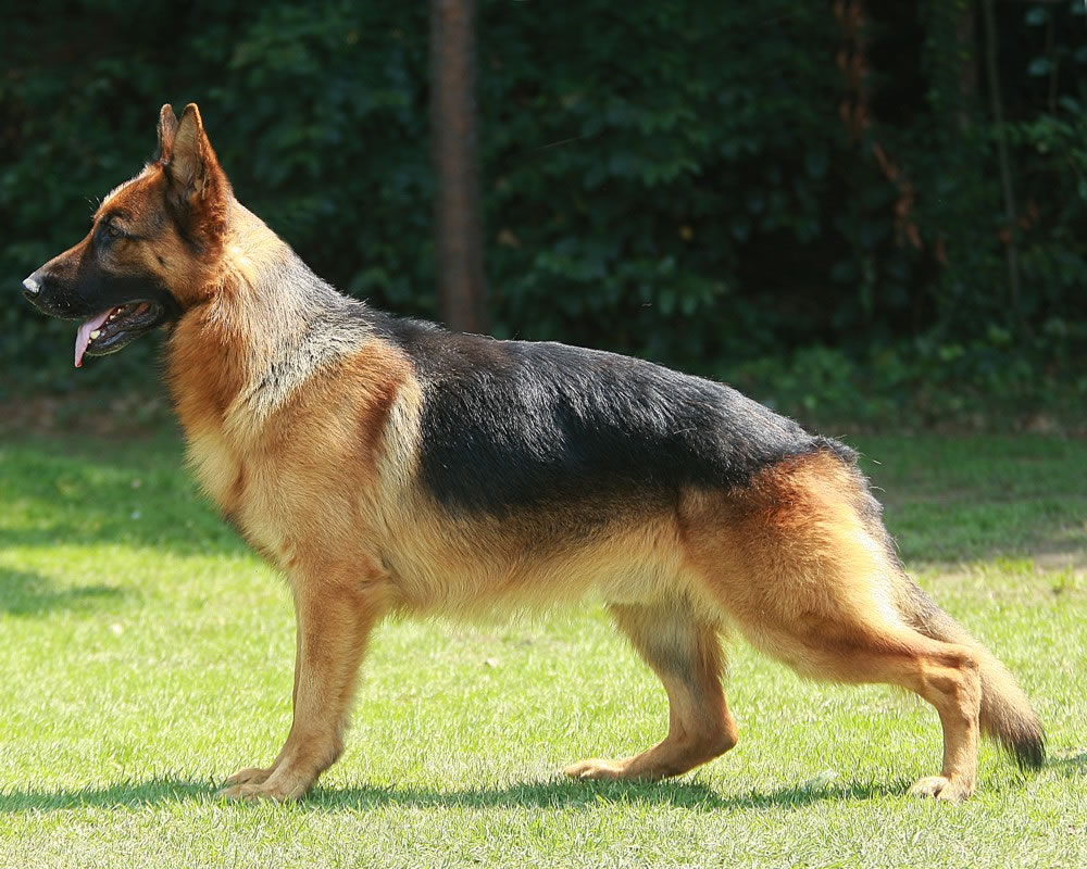 berger allemand - Race de chien