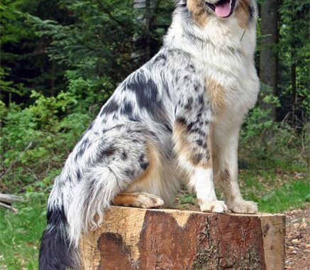 Berger australien - Race de chien