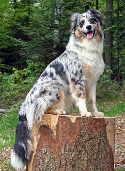 Berger australien - Race de chien