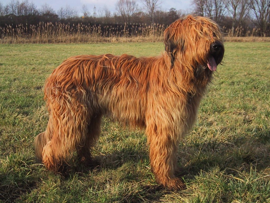 Berger de Brie - Race de chien