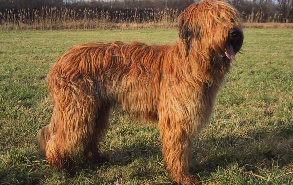 Berger de Brie - Race de chien