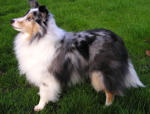 Shetland - Race de chien