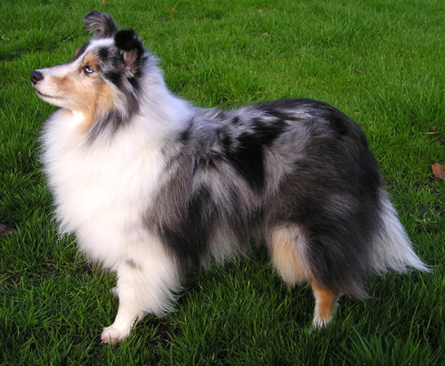 Shetland - Race de chien