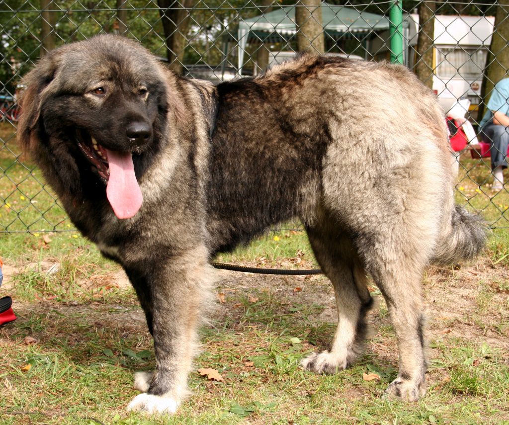 Berger du Caucase - Race de chien