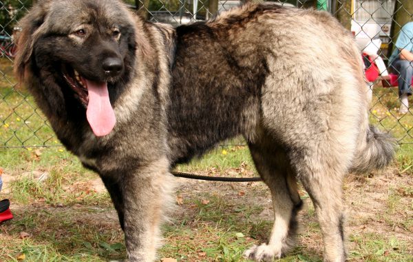 Berger du Caucase - Race de chien