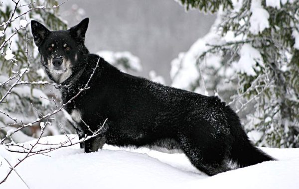 berger finnois de Laponie - Race de chien