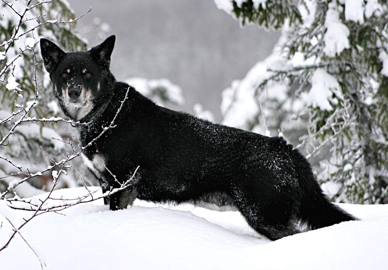 berger finnois de Laponie - Race de chien