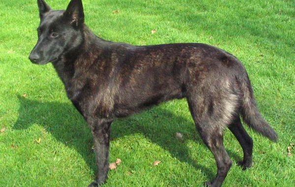 Berger hollandais - Race de chien