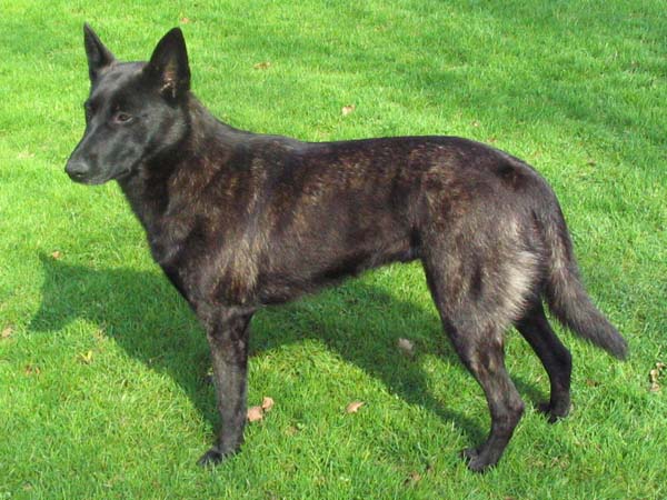Berger hollandais - Race de chien