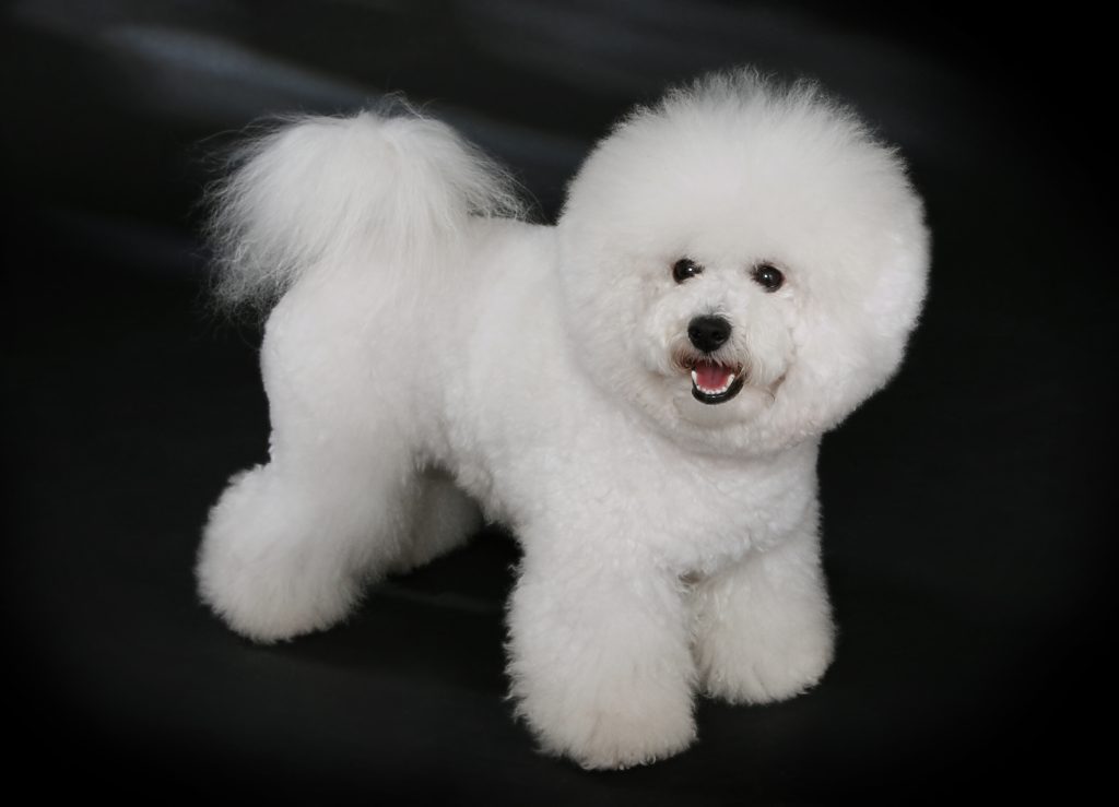 Bichon à poil frisé - Race de chien