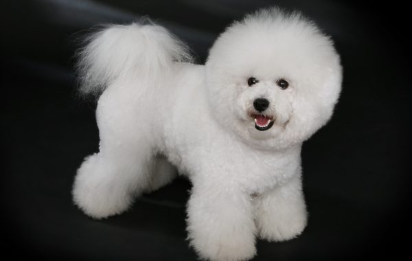 Bichon à poil frisé - Race de chien