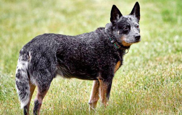 Bouvier australien - Race de chien