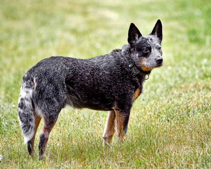 Bouvier australien - Race de chien