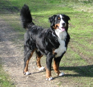 Bouvier bernois - Race de chien