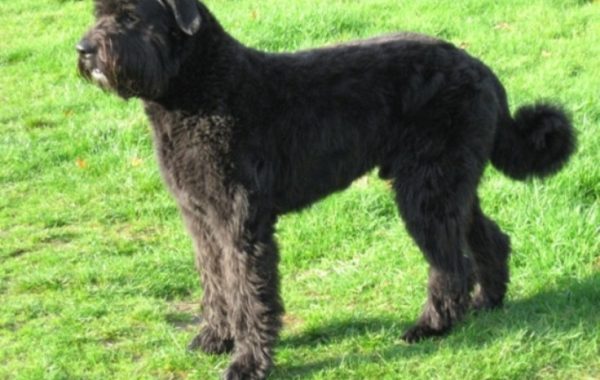 Bouvier des Flandres - Race de chien