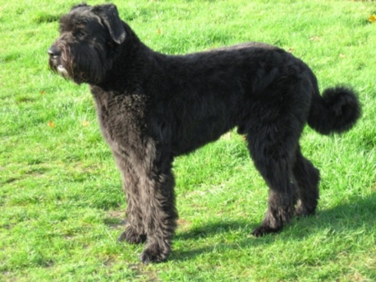 Bouvier des Flandres - Race de chien