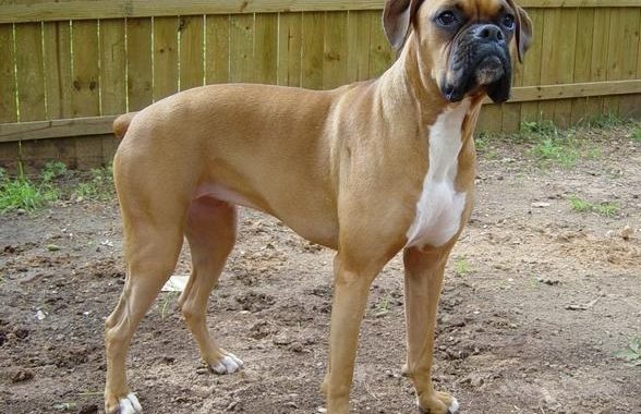 Boxer - Race de chien