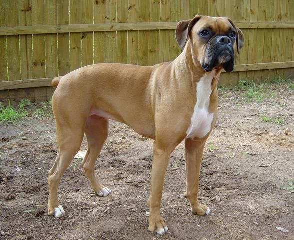 Boxer - Race de chien