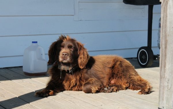 Boykin Spaniel - Race de chien