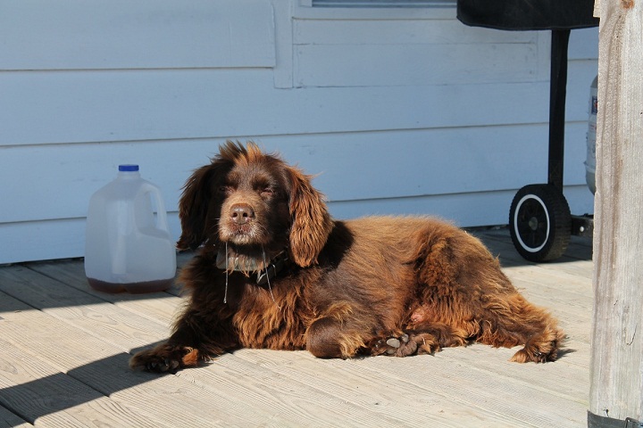 Boykin Spaniel - Race de chien