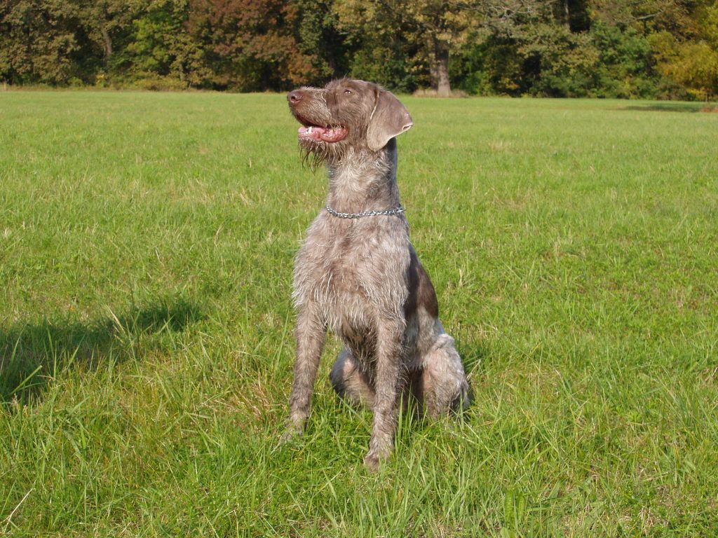 Braque slovaque à poil dur - Race de chien