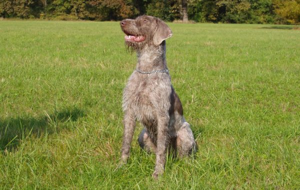 Braque slovaque à poil dur - Race de chien