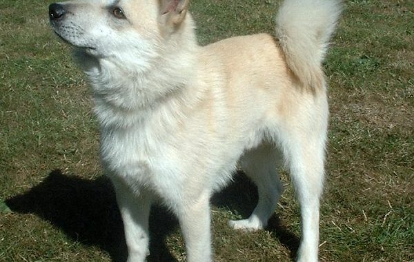 Buhund norvégien - Race de chien