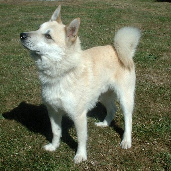 Buhund norvégien - Race de chien