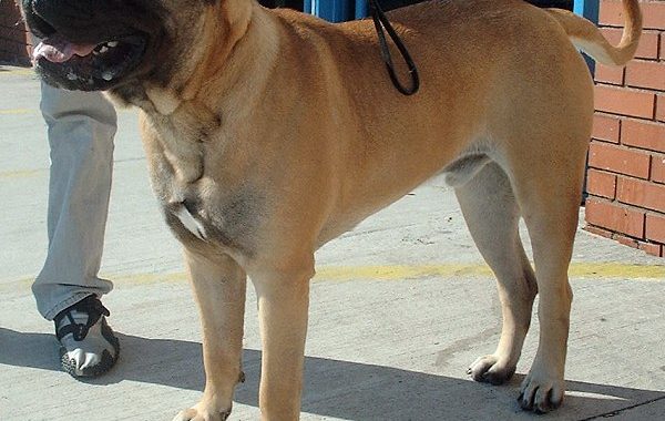 bullmastiff - Race de chien
