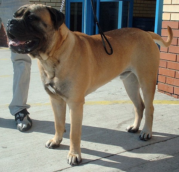 bullmastiff - Race de chien