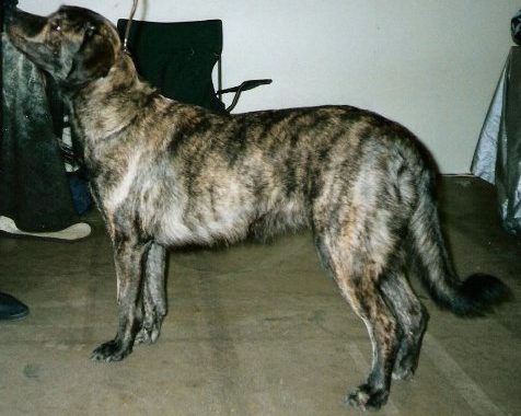 fila de São Miguel - Race de chien