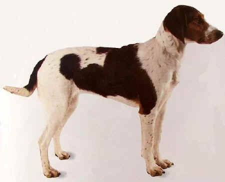 Chien courant de Halden - Race de chien