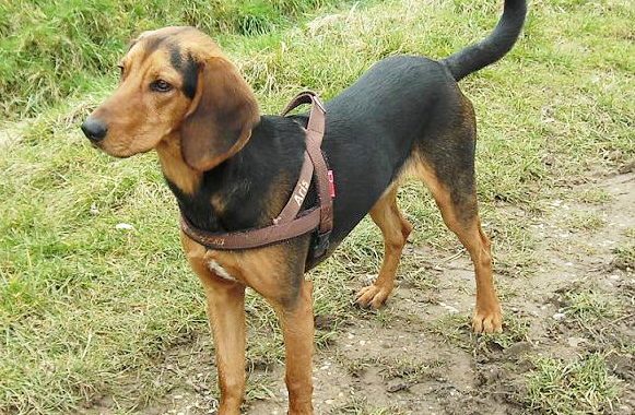 Chien courant grec - Race de chien