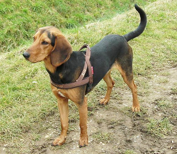 Chien courant grec - Race de chien