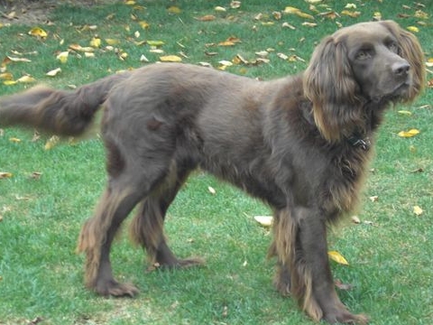 Chien d'arrêt allemand à poil long - Race de chien