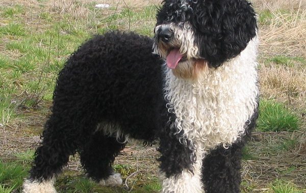 Chien d'eau espagnol - Race de chien