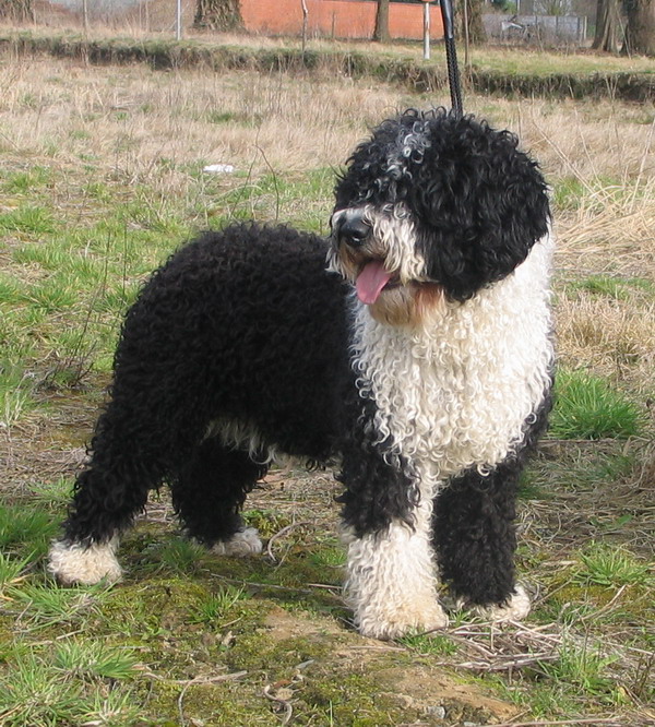 Chien d'eau espagnol - Race de chien