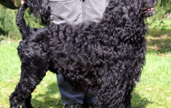 chien d'eau portugais - Race de chien